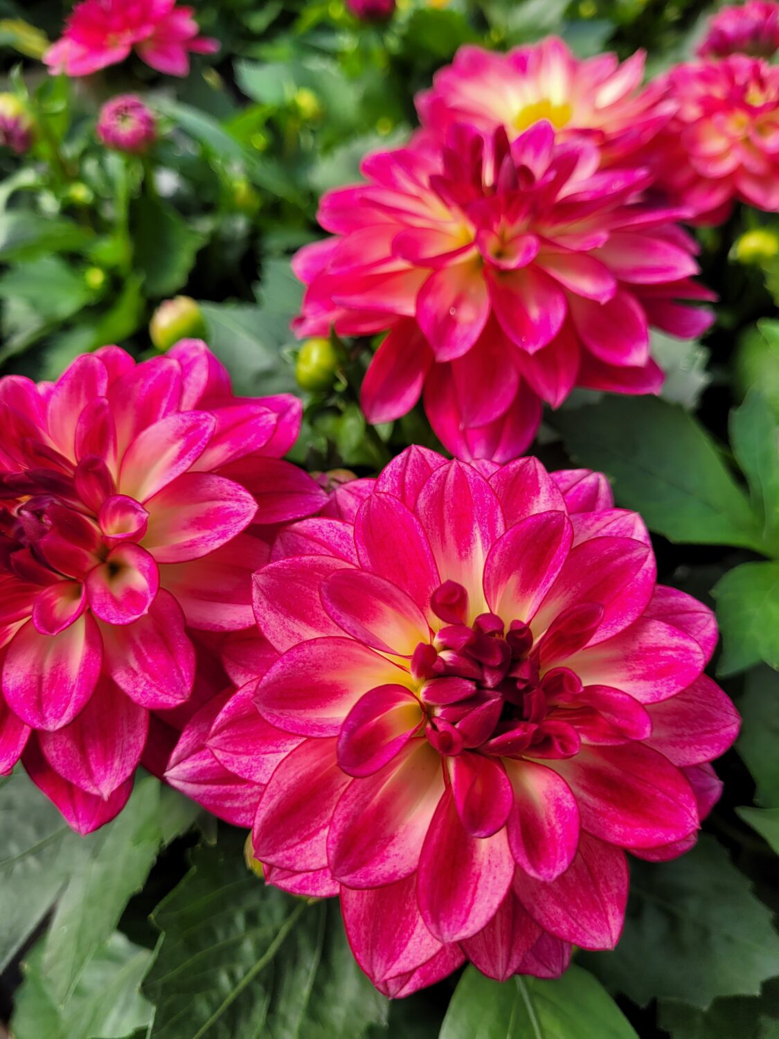 Dahlia