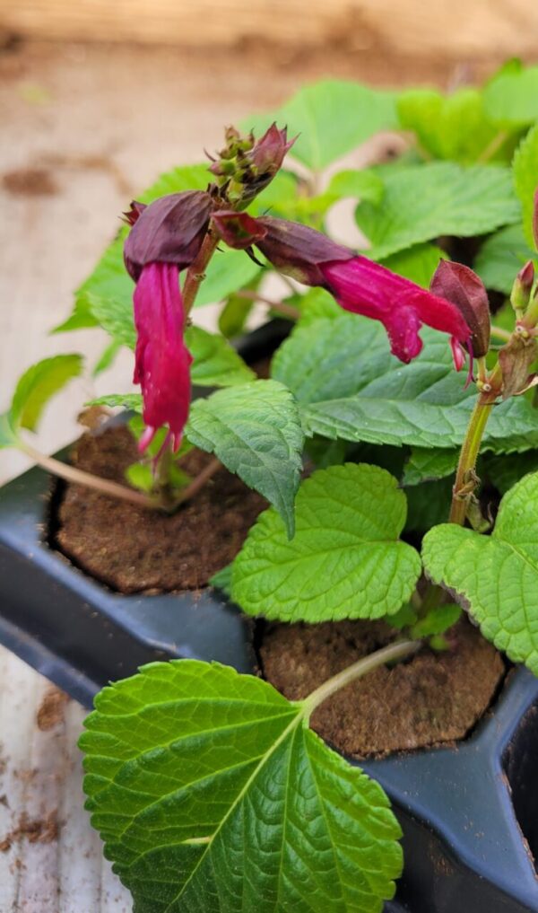 Salvia Salgoon