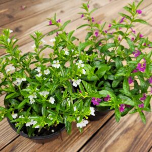 Sinitulitorvi/Kiinanmyrtti