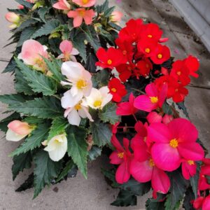 Florencio begonia