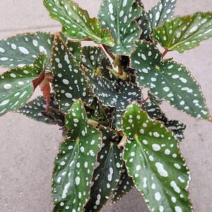 Pilkkubegonia