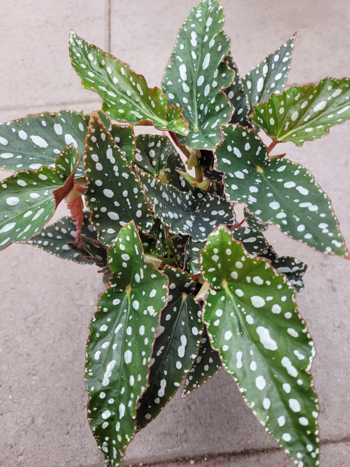 Pilkkubegonia