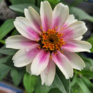 Zinnia