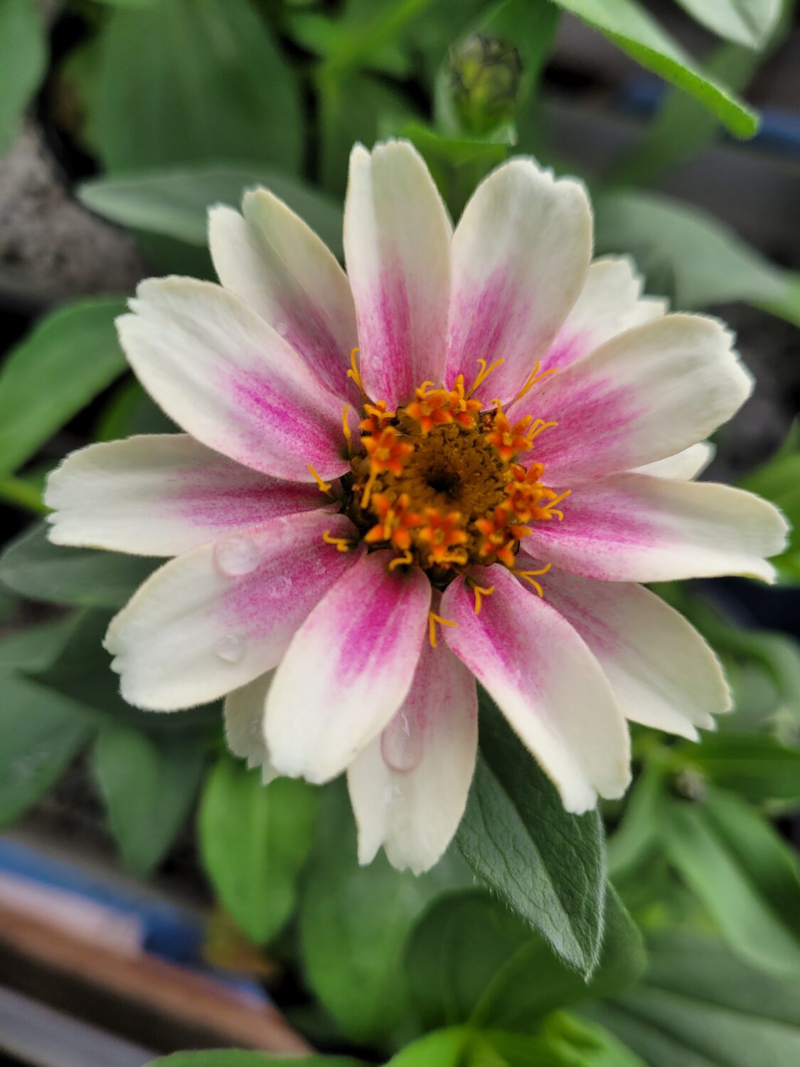 Zinnia